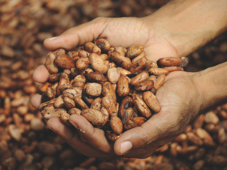 Chocolate market update: Cacao as a commodity