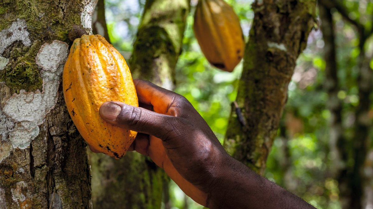 Belcolade - Origins beans.jpg__PID:84ad4edb-a13b-4983-aaa7-1b6100788f5f