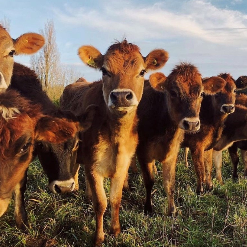 The story of Farmer Phil and Westlands Farm
